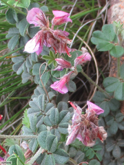 Indigofera mauritanica