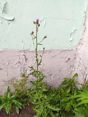 Cirsium arvense