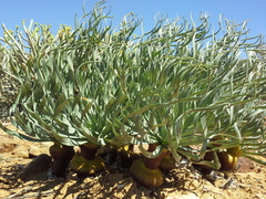 Gethyllis namaquensis