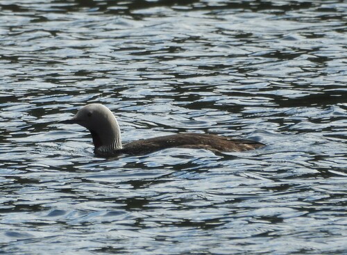 Red-throated Loon