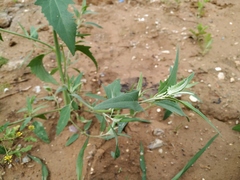 Atriplex oblongifolia