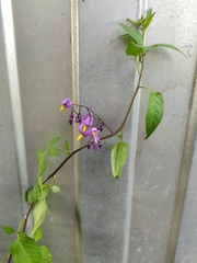 Solanum dulcamara