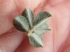 Indigofera mauritanica