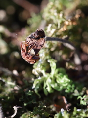 Anthonomus rectirostris