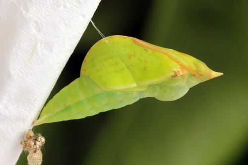 Citron