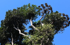 Cussonia sphaerocephala