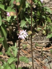 Lithophragma glabrum