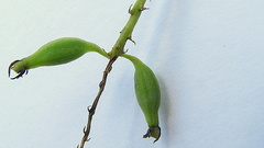 Notylia pubescens