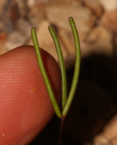 Image of Heathleaf Sorrel (Oxalis ericifolia) by (c) Brian du Preez, some rights reserved (CC BY-SA)