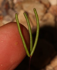 Oxalis ericifolia