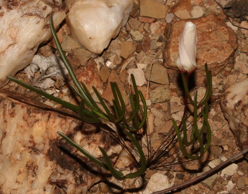 Image of Oxalis ericifolia by (c) Brian du Preez, some rights reserved (CC BY-SA)