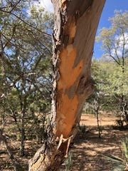 Ochna pulchra pulchra