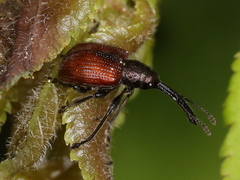 Tatianaerhynchites aequatus