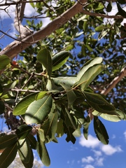 Ochna pulchra pulchra