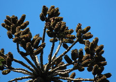 Cussonia sphaerocephala