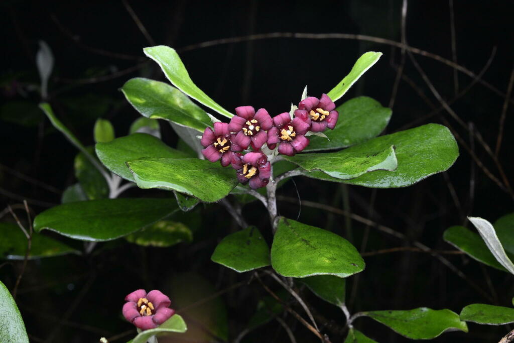 Pittosporum crassifolium, Titirangi, Auckland 0604, New Zealand