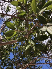 Ochna pulchra pulchra