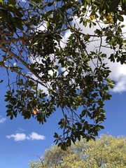 Ochna pulchra pulchra