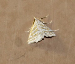Leptosteges parthenialis