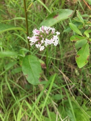 Valeriana capitata