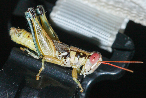 Melanoplus aridus photo 4