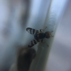 Rhagoletis cerasi
