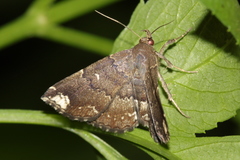 Adrapsa quadrilinealis