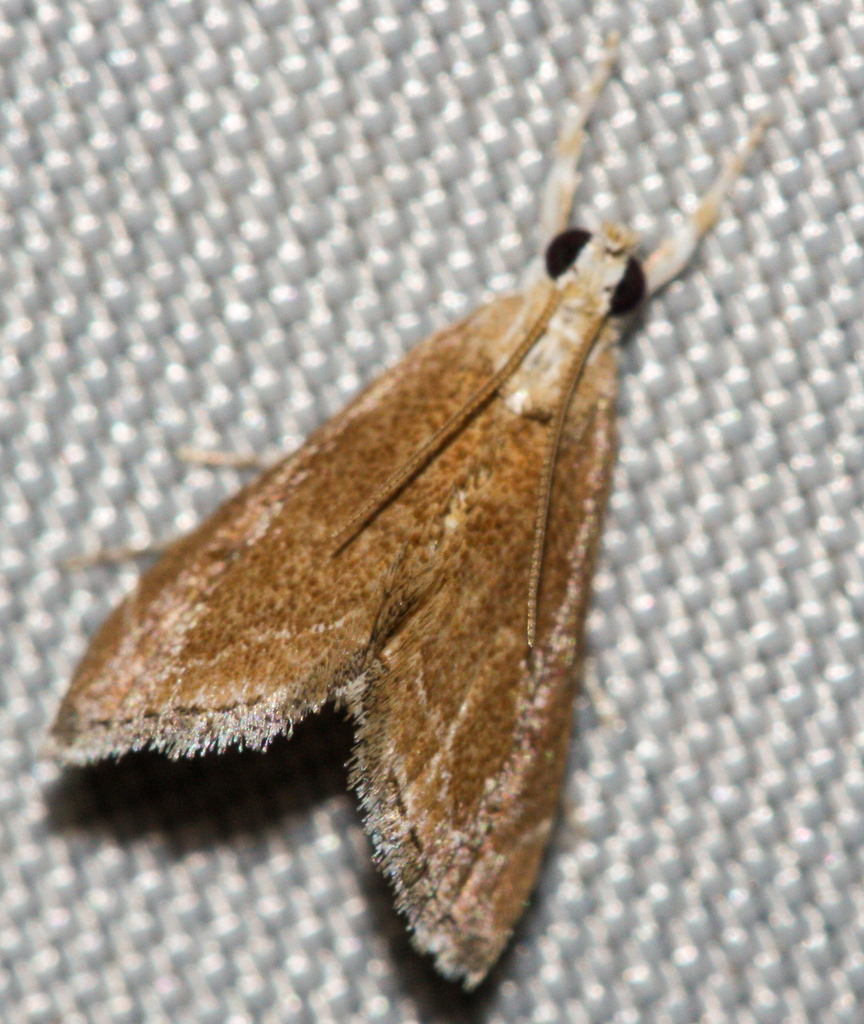 Stegea minutalis