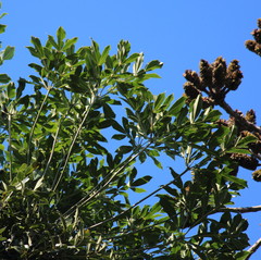 Cussonia sphaerocephala