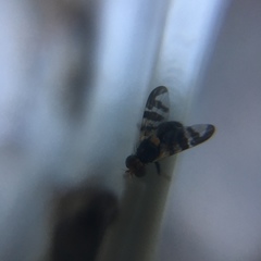 Rhagoletis cerasi