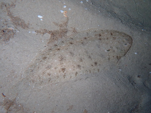 Blackhand Sole