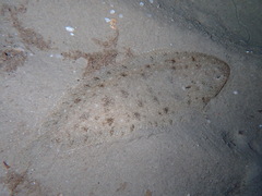 Blackhand Sole photo 4