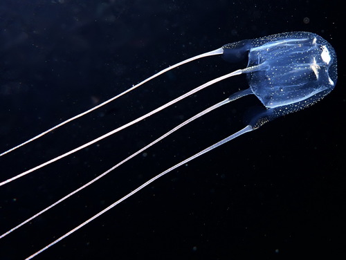 Carybdea marsupialis (Linnaeus, 1758)