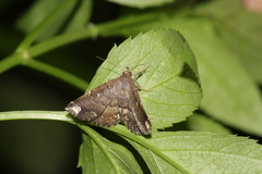 Adrapsa quadrilinealis