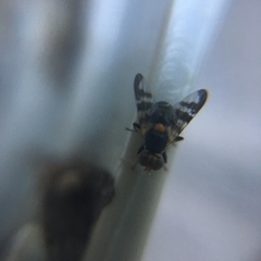 Rhagoletis cerasi