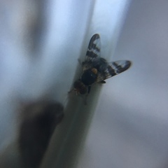 Rhagoletis cerasi