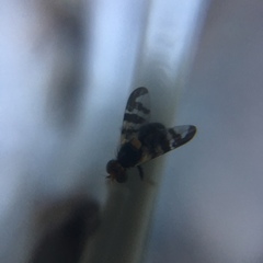 Rhagoletis cerasi