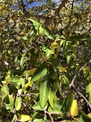 Margaritaria discoidea nitida