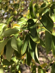 Margaritaria discoidea nitida