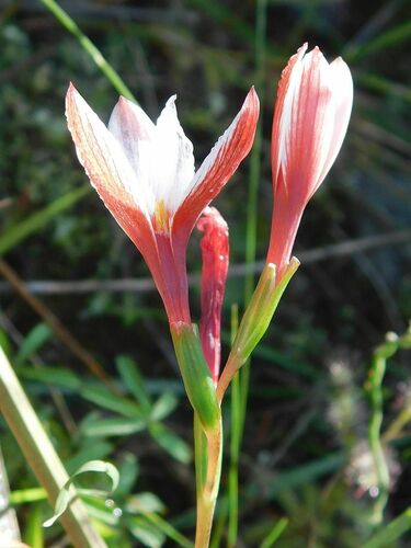 Geissorhiza ovata