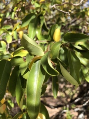 Margaritaria discoidea nitida