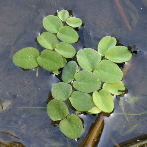 Image of Salvinia cucullata by (c) Fyodor Pudovikov, some rights reserved (CC BY)