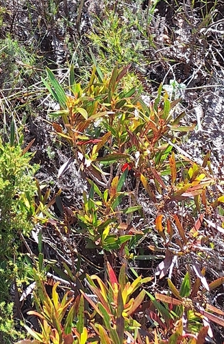 Callistemon lanceolatus