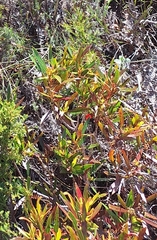 Callistemon lanceolatus