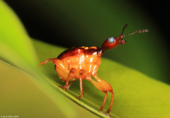 Hamiltonius trinotatus