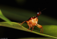 Hamiltonius trinotatus
