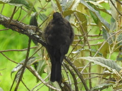 Turdus nigrescens