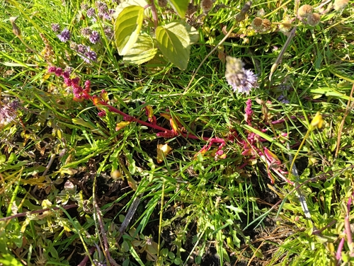 red goosefoot (Chenopodium rubrum)