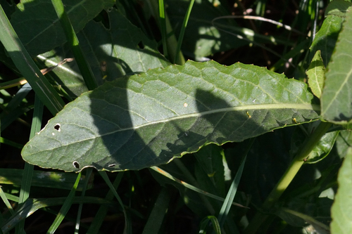 Image of Rorippa austriaca by (c) Fyodor Pudovikov, some rights reserved (CC BY)