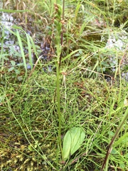 Platanthera obtusata